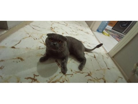 Scottish fold