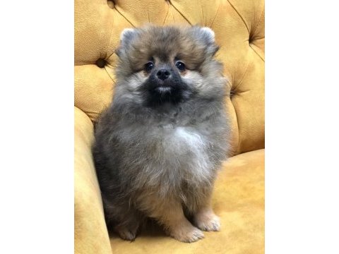 Tatlımı tatlı bir pomeranian prenses 3 buçuk aylık
