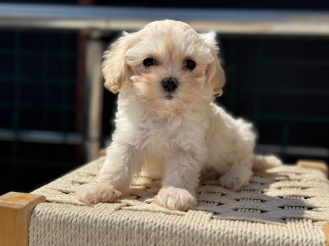 Petmode köpek çiftliğinde ziyarete açık kore maltipoo