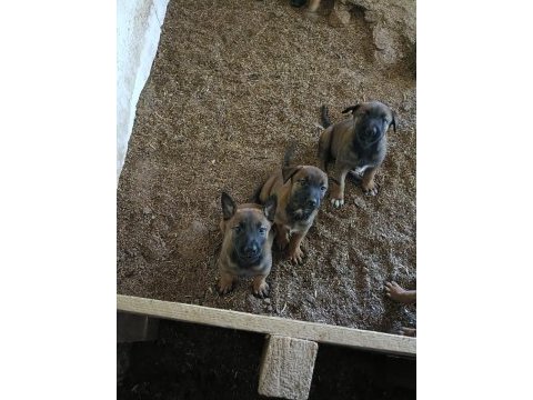 30 günlük ırk garantili oyuncu hırslı malinois yavrular
