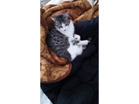 Bahçeye ihtiyaç duyan özel bir kedimiz için yuva