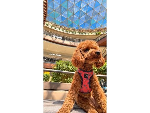 15 günlük orjinal toy poodle yavrular