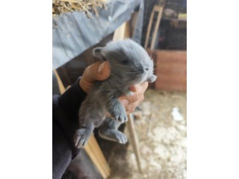 Cüce tavşan evcil ırk