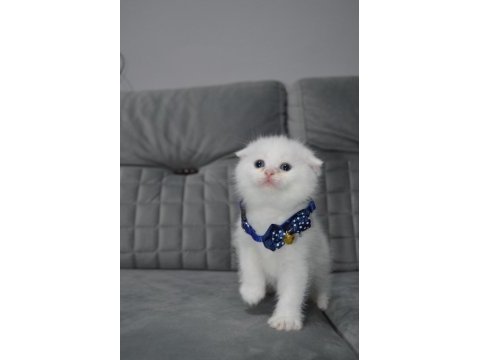 Show class ayı surat scottish fold yavru