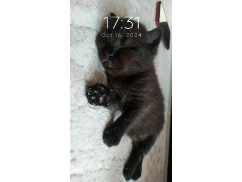 1.5 aylık british shorthair antalya
