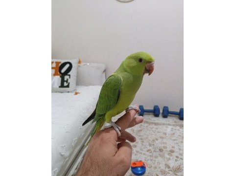 Pakistan papağanı 5 aylık