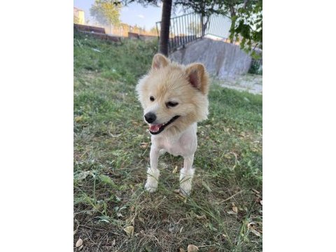 Malatya da 1.5 yaşında pomeranian
