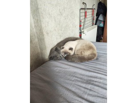 Scottish fold blue point 9 aylık dişi
