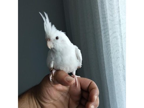 4 5 aylık sultan papağanlar ele alışık