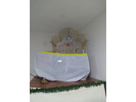2 yumurtalı eş muhabbet kuşları