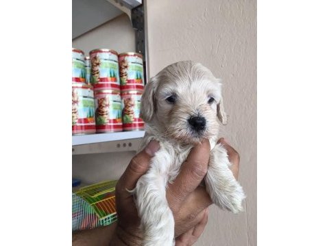 Maltipoo yavrular