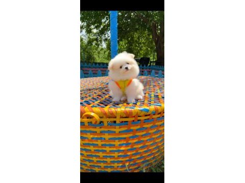 Her renk her cinsten pomeranian yavrular