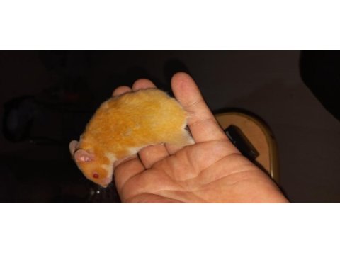 En nadir türden syria hamsterları