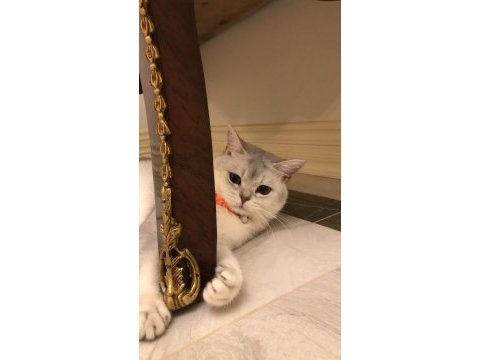 British shorthair kedime anne adayı arıyorum