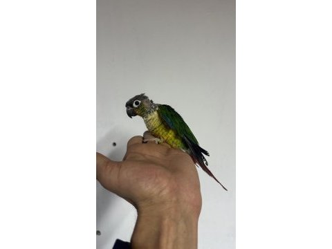 4 yaşında yarı evcil erkek konur papağanı