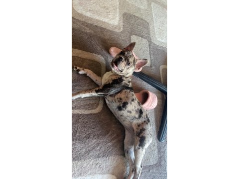7 aylık dişi merle french bulldog acil