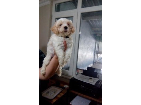 Orjinal maltese terrier