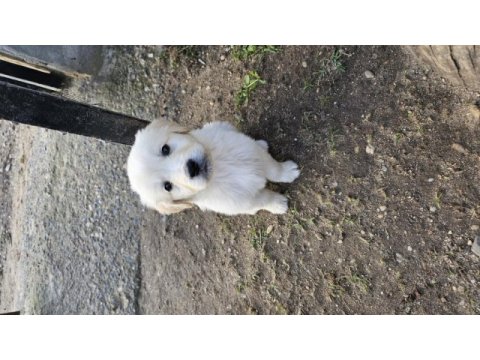 Golden retriever yavruları