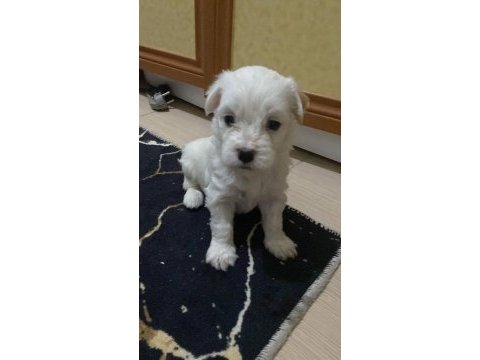 Kendi beslediğim köpeğimin yavruları üretici değilim