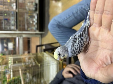 Yavru full evcil el besleme yapılmış muhabbet kuşu