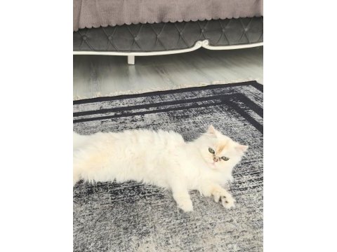 Ofislik akıllı peri kızımız luna