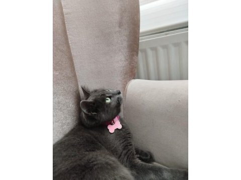 11 aylık temiz bakımlı scottish fold