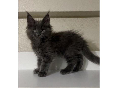 Xxl dev erkek yavru maine coon