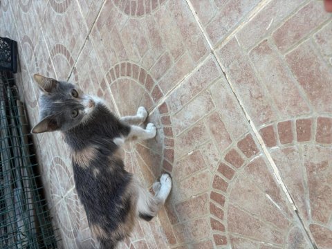 Tekir yavru kedi sahiplendirme