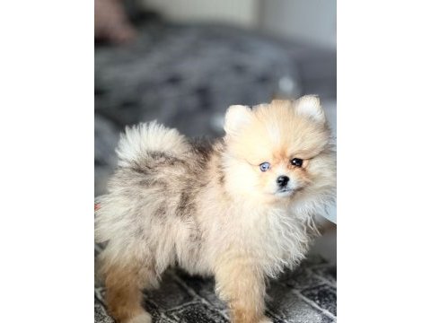 Pomeranian boo yavrular
