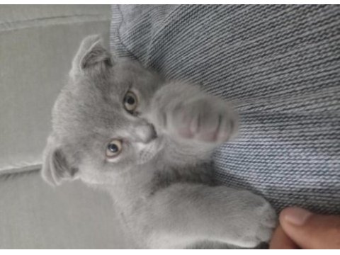 Scottish fold erkek yavrumuz