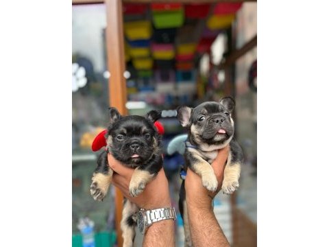 Egzotik black and tan fullfy taşıyıcı erkek french bulldog