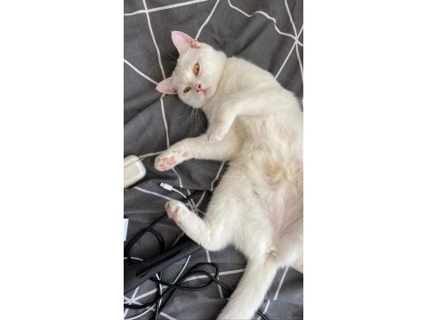 British shorthair kızıma kalıcı yuva arıyorum