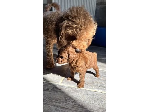 Kore red brown toy poodle yavruları
