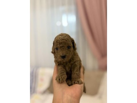 Yavru köpeklerimiz
