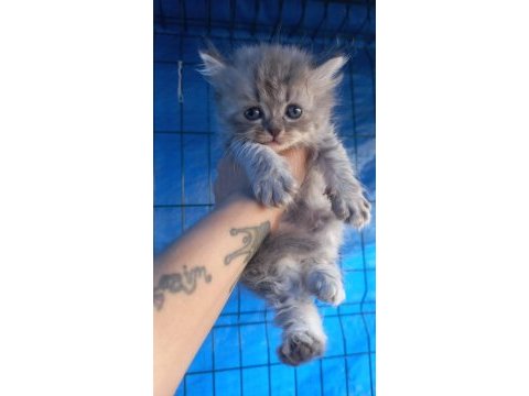 British longhair