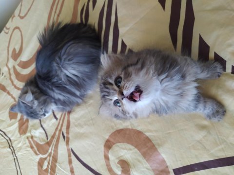 Chinchilla kedisi
