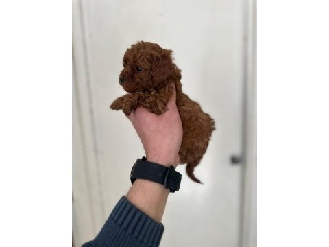 Kore poodle yavrular