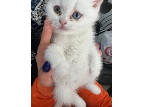 British kedi shorthair