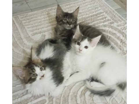 Dev kedi koca pati maine coon kediler yuvalarını arıyor