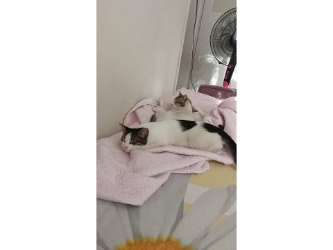 2 tane yavru kedi ücretsiz sahiplendirmek istiyorum