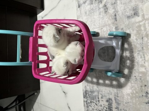 1 aylık yavru british shorthair