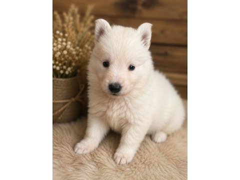 Safkan alman çoban köpeği yavruları özel renk
