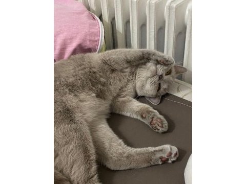 Safkan british shorthair 1 yaşında