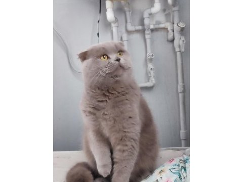 2 yaşında tum aşıları yapılı erkek scottish fold orjinal