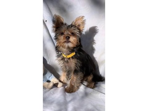 Yorkshire terrier