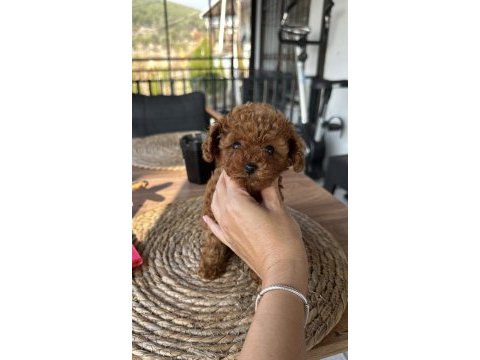 Korekan poodle yavrularım