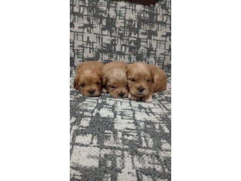 Rezerve açık yavrular kg cm garantili maltipoo