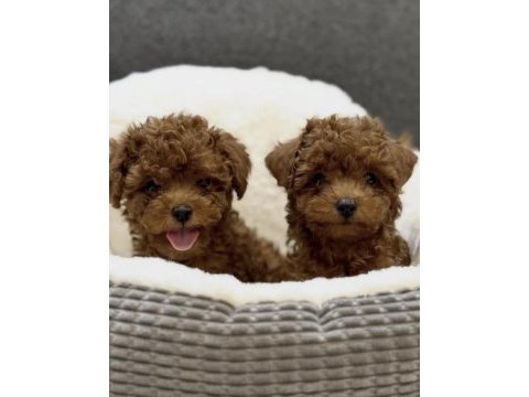 Toy poodle bakımlı ve sağlıklı