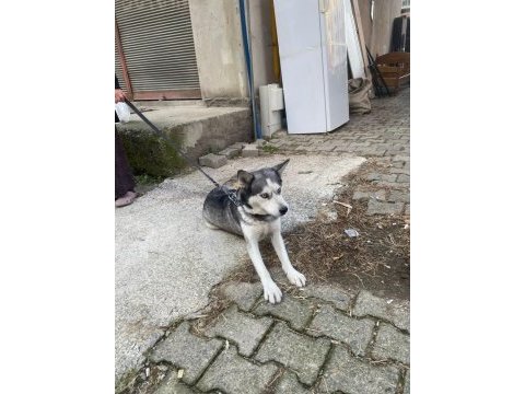 Sibirya kurdu dişi 2 yaşında