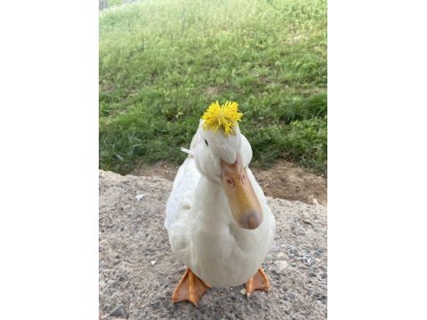 Satılık ördek 1 yaşında